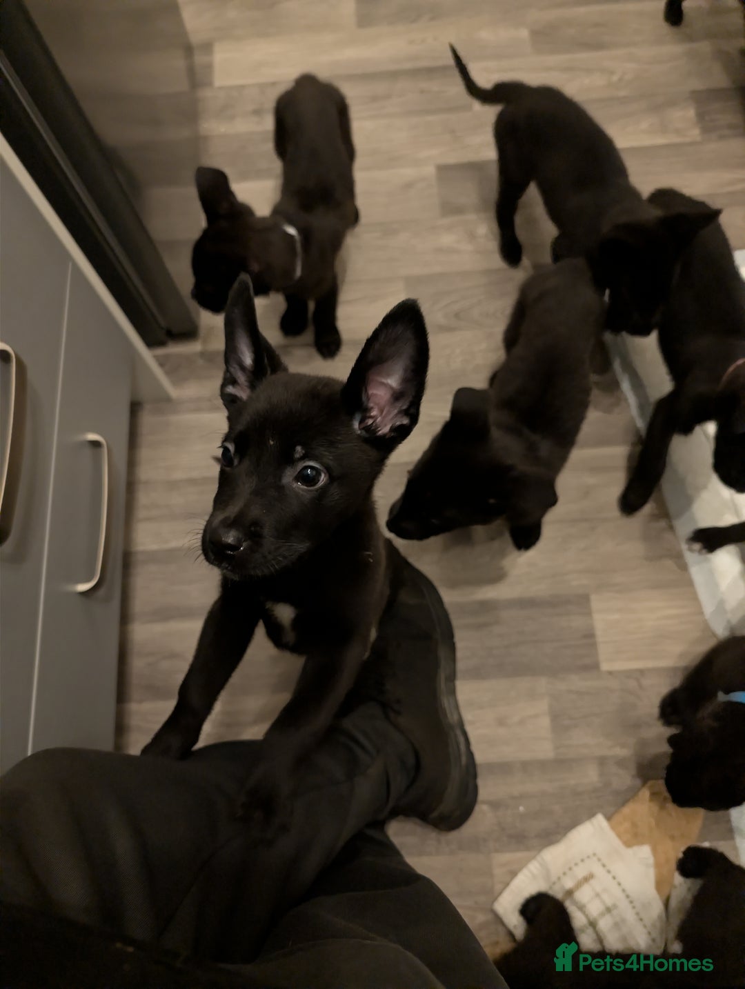 Mixed Breed dogs for sale: German shepherd X cane corso pups for sale  - Advert 10