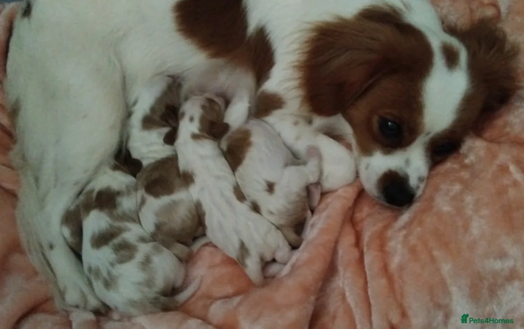 Cavalier King Charles Spaniel dogs for sale: King charles cavalier puppies - Advert 19