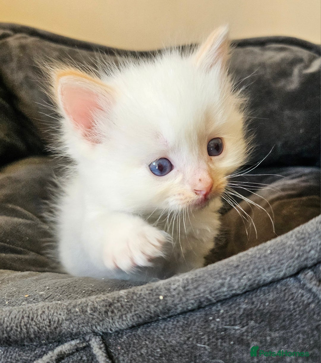 Ragdoll cats for sale: 7 beautiful fluffy Ragdoll cats.  - Image 24