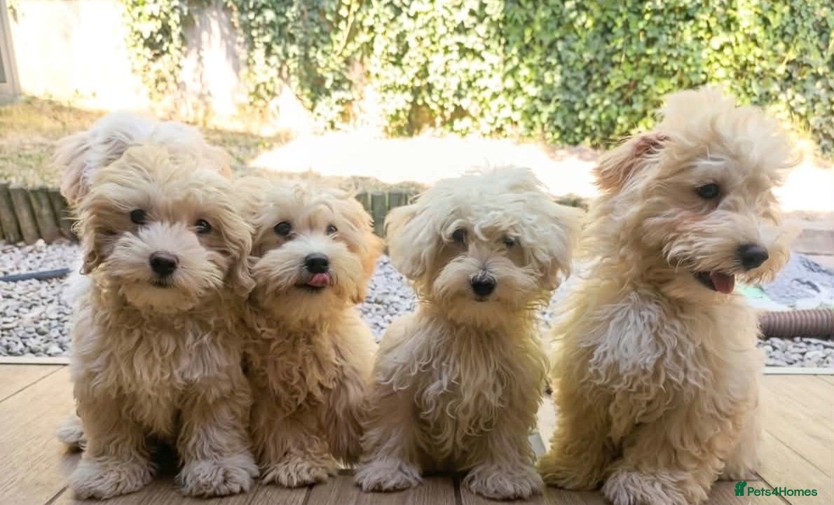 Maltipoo dogs F1 Maltipoo Puppies For Sale  - Advert 1