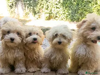 Maltipoo dogs F1 Maltipoo Puppies For Sale - Advert 1