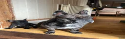 French Bulldog dogs for sale: French bulldog puppies looking for good new home  in Lancaster - Advert 3