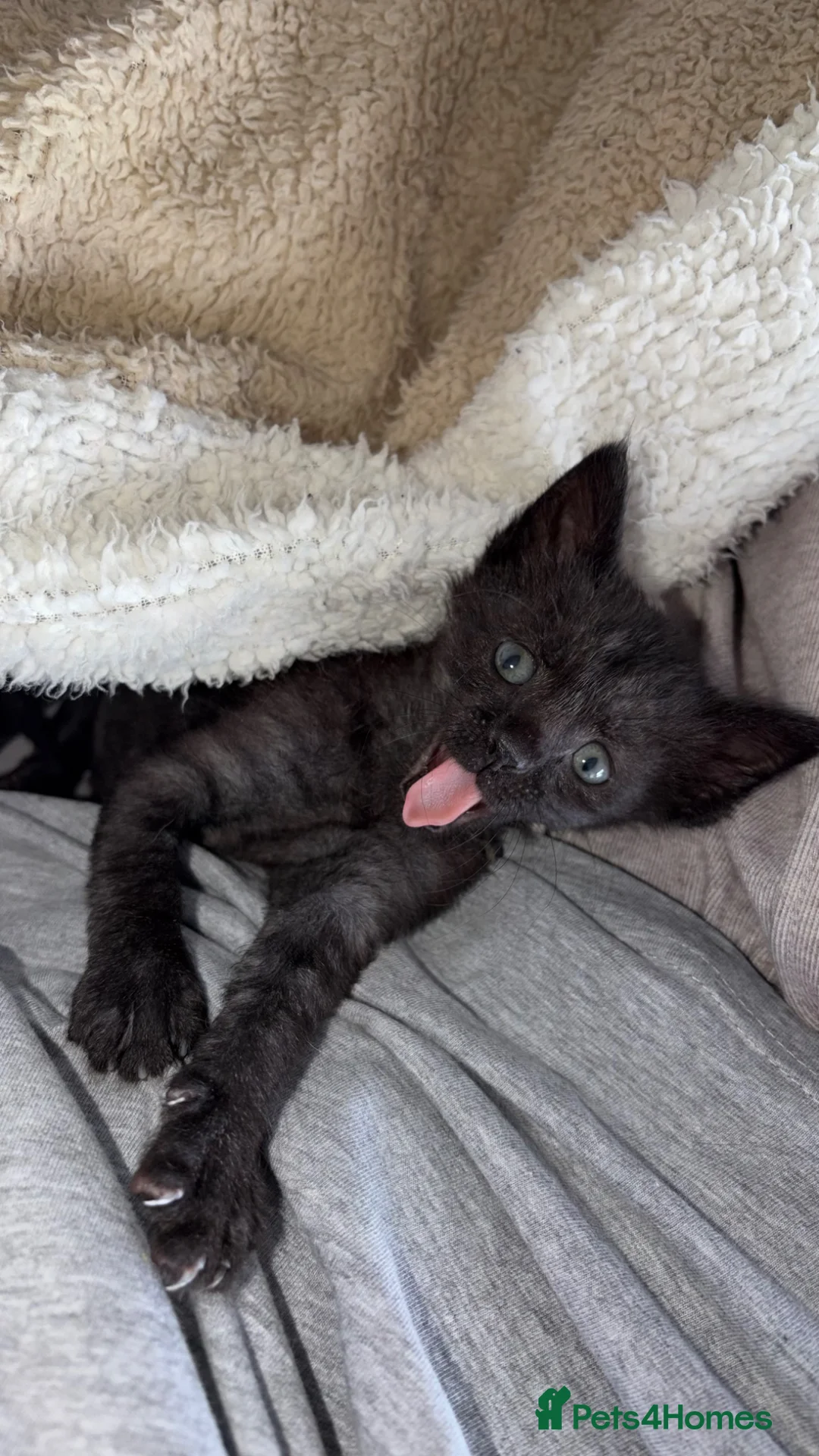 Mixed Breed cats for sale: 7 Kittens - Advert 2