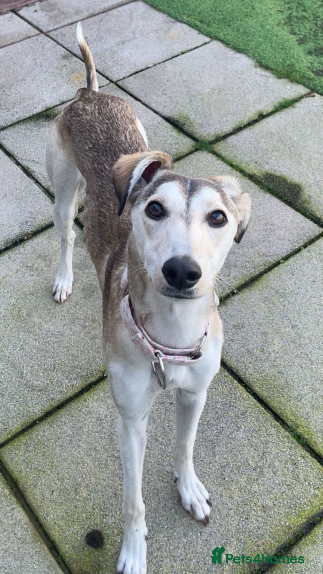 Mixed Breed dogs for sale: nova  - Advert 2