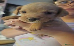 Mixed Breed dogs for sale: Frenchie x cockerpoo pups - Image 15