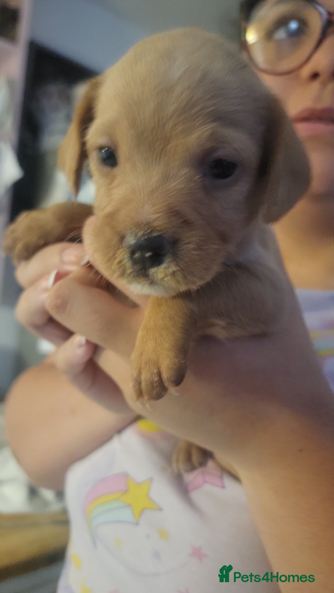 Mixed Breed dogs for sale: Frenchie x cockerpoo pups - Image 15