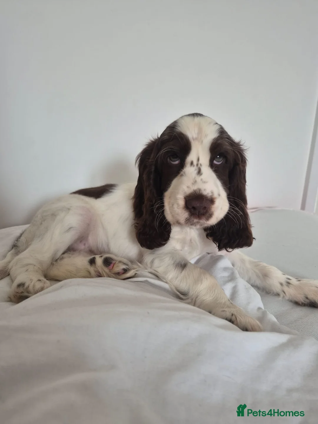 Cocker Spaniel dogs for sale: Show Cocker Spaniel Indie - Advert 2