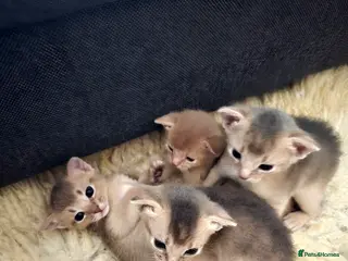 Abyssinian cats Champions 🏆 line Abyssinian Kitten!😸 - Advert 6