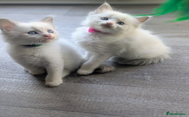 Ragdoll cats - Advert 4