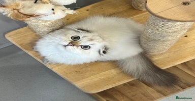 Scottish Fold cats - Advert 1