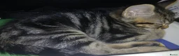 Mixed Breed cats for sale: 3 beautiful kittens male for sale - Advert 2