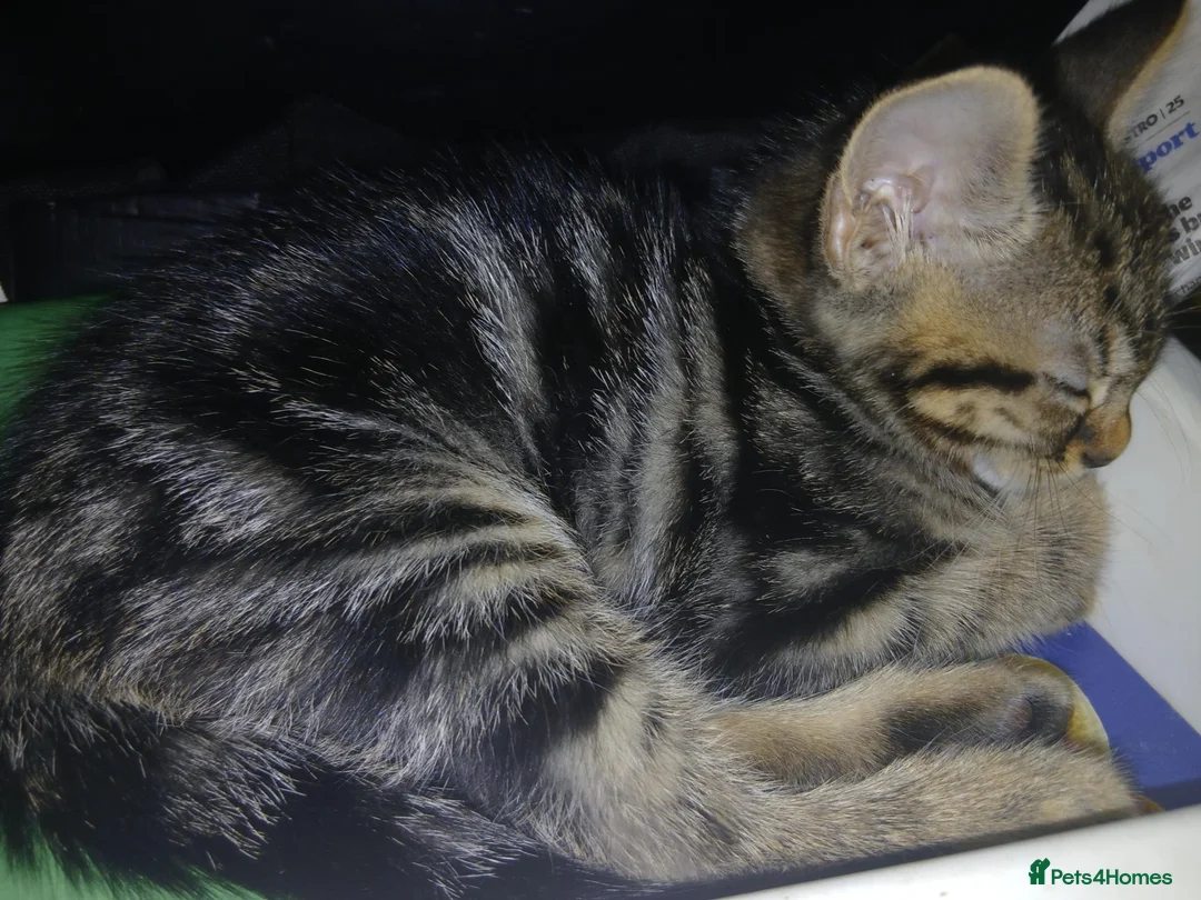 Mixed Breed cats for sale: 3 beautiful kittens male for sale - Advert 2