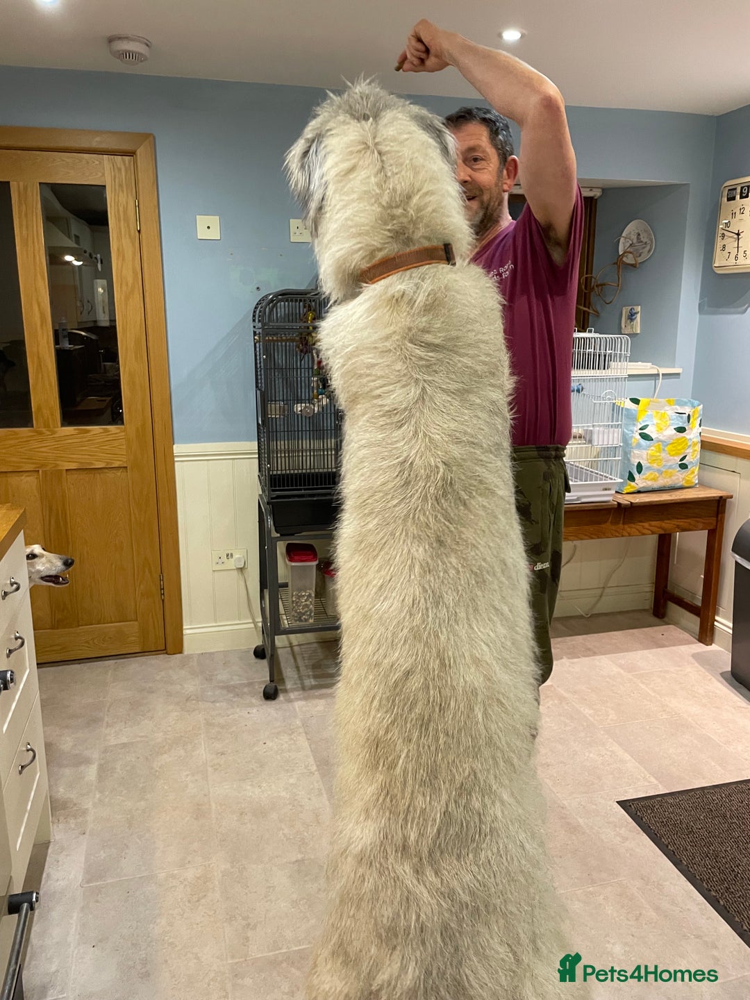 Irish Wolfhound dogs for sale: Irish Wolfhound full pedigree puppies for sale  - Advert 6