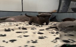 British Shorthair cats for sale: 🐾 British Shorthair Kittens 🐾 - Image 9