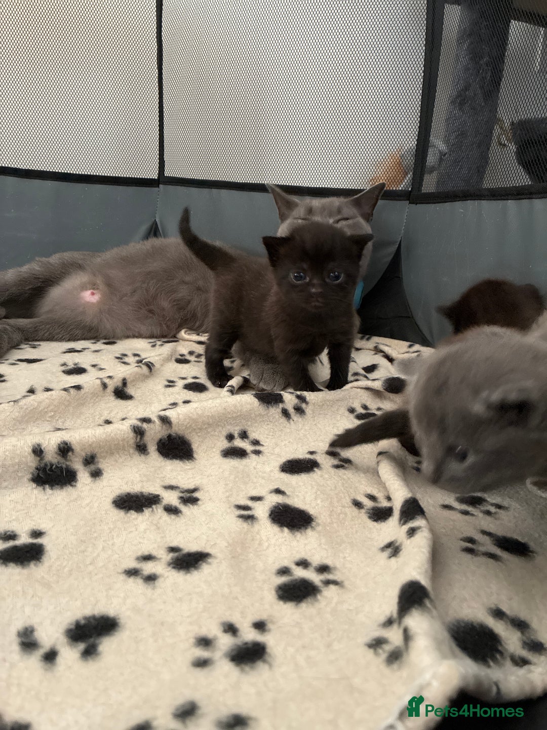 British Shorthair cats for sale: 🐾 British Shorthair Kittens 🐾 - Image 9