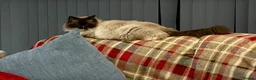 Ragdoll cats for sale: Retired Male Ragdoll (mitted seal) - Advert 3