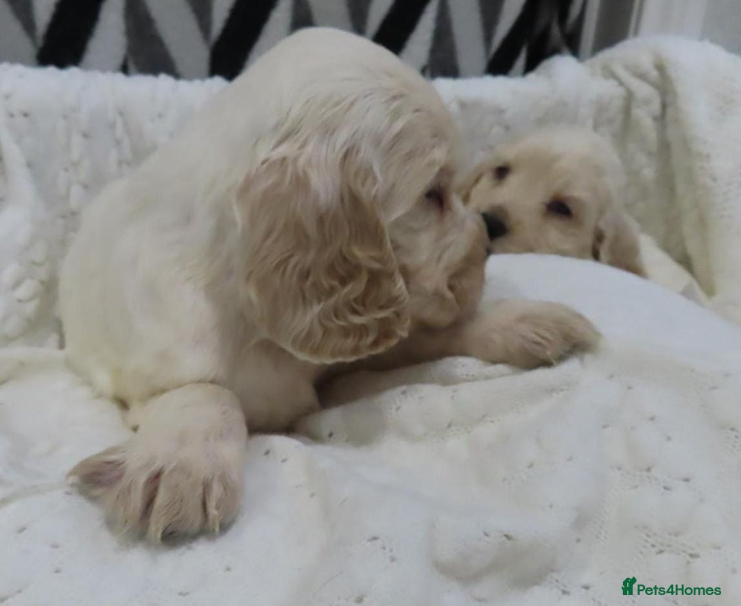 Cocker Spaniel dogs for sale: 🏆🏆Show Type Cocker Spaniel 🏆 - Advert 37