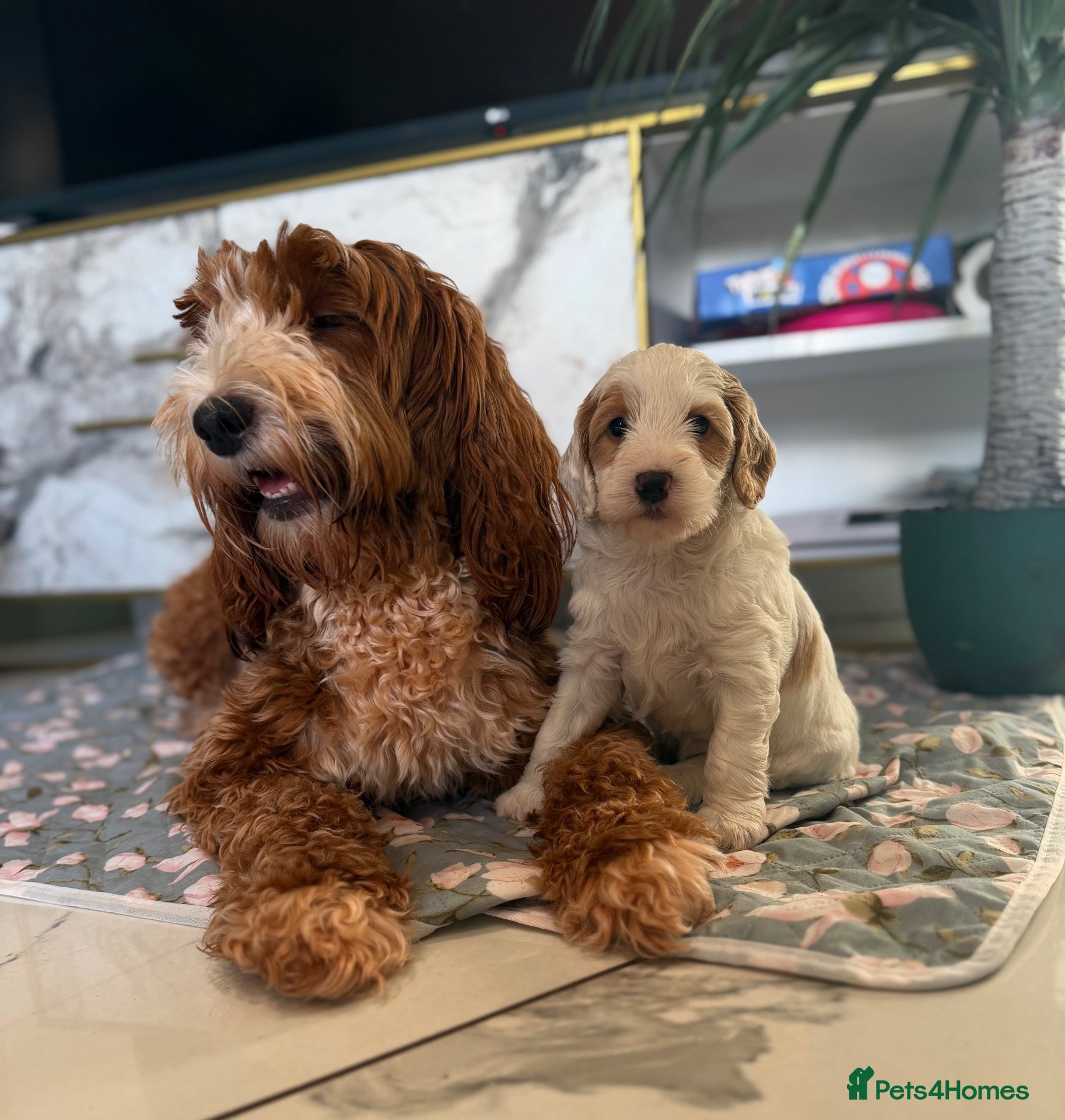Australian Labradoodle dogs Exceptional Australian Labradoodles One Available - Advert 2