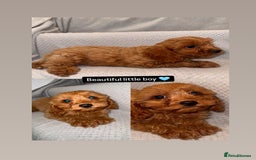 Cavapoo dogs for sale: Beautiful Cavapoo puppies  - Image 2