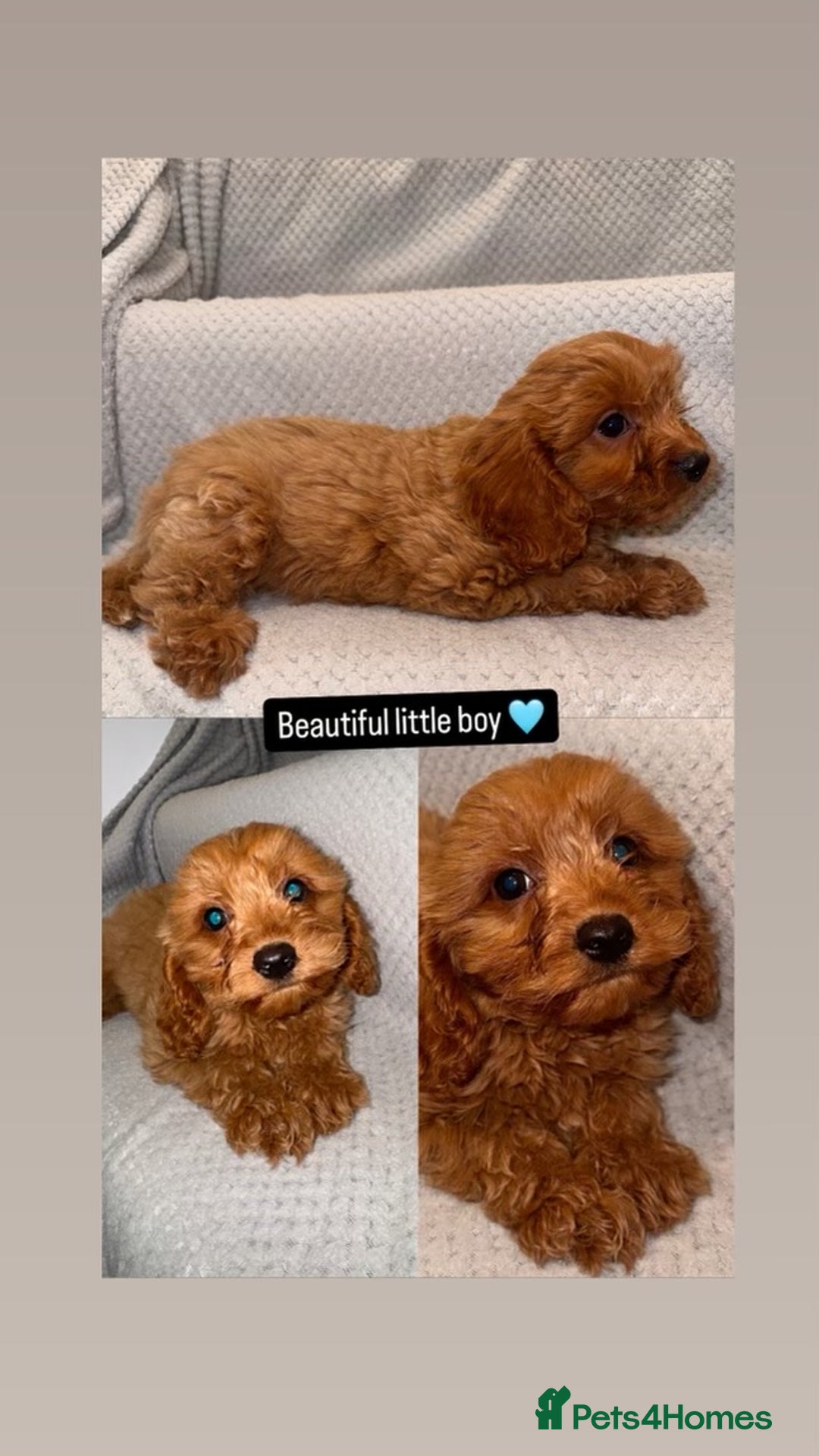 Cavapoo dogs for sale: Beautiful Cavapoo puppies  - Image 2