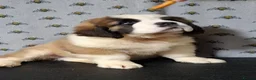 Saint Bernard dogs for sale: Show Quality Saint Bernard's  - Advert 28