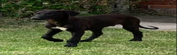 Lurcher dogs for sale: First cross saluki greyhounds  - Advert 4