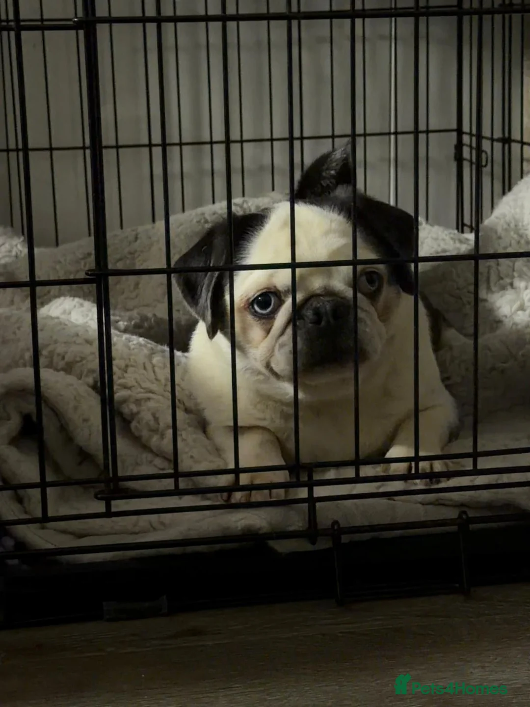 Pug dogs for sale: Kc registered pug puppies  - Advert 8