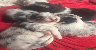 Border Collie dogs - Advert 14