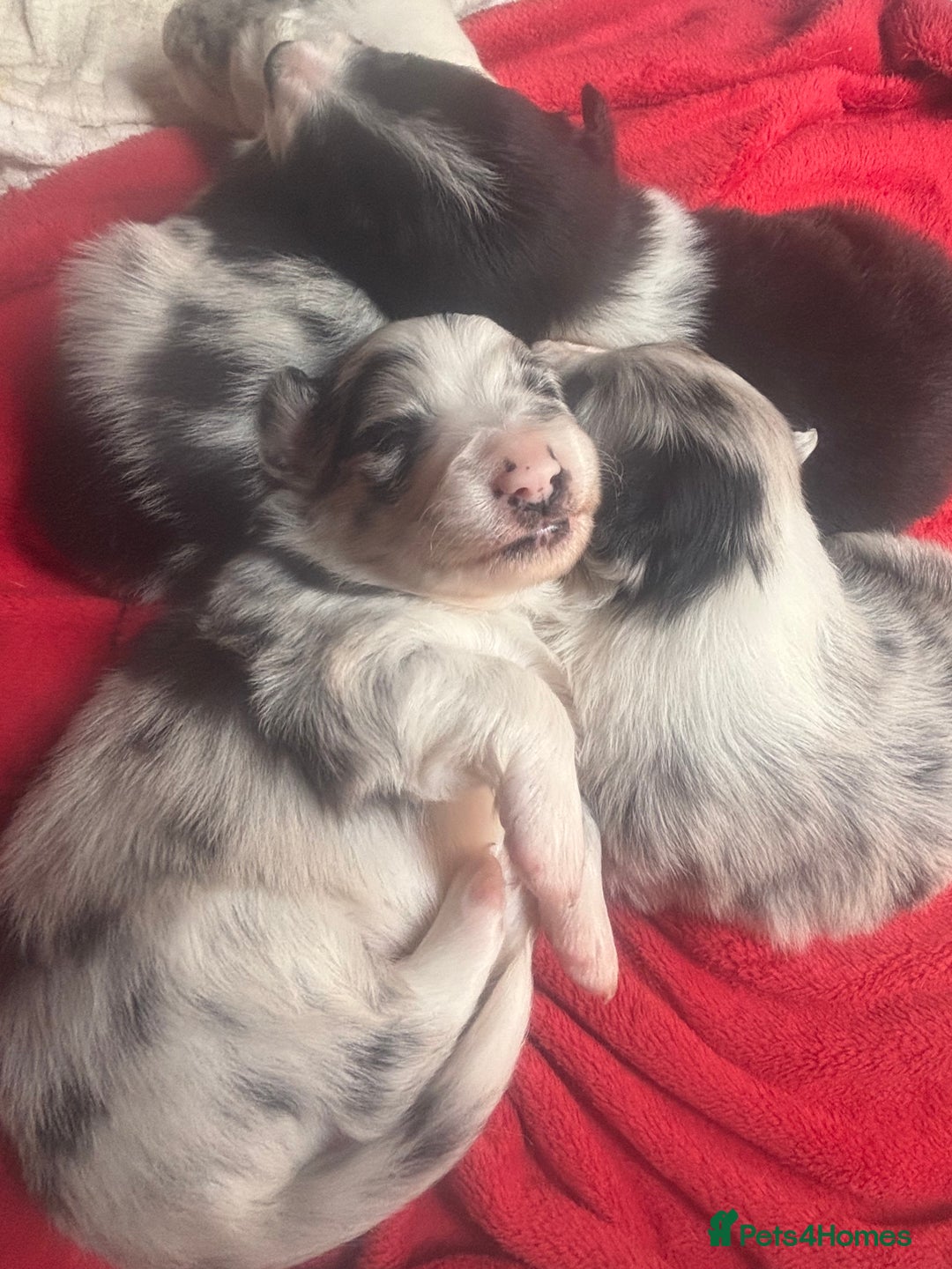 Border Collie dogs for sale: Fluffy long coat Blue merle border collie puppies - Image 2