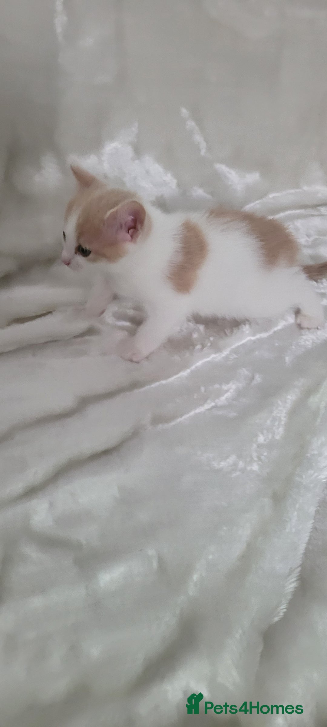 Mixed Breed cats for sale: Lovely kittens  - Image 7