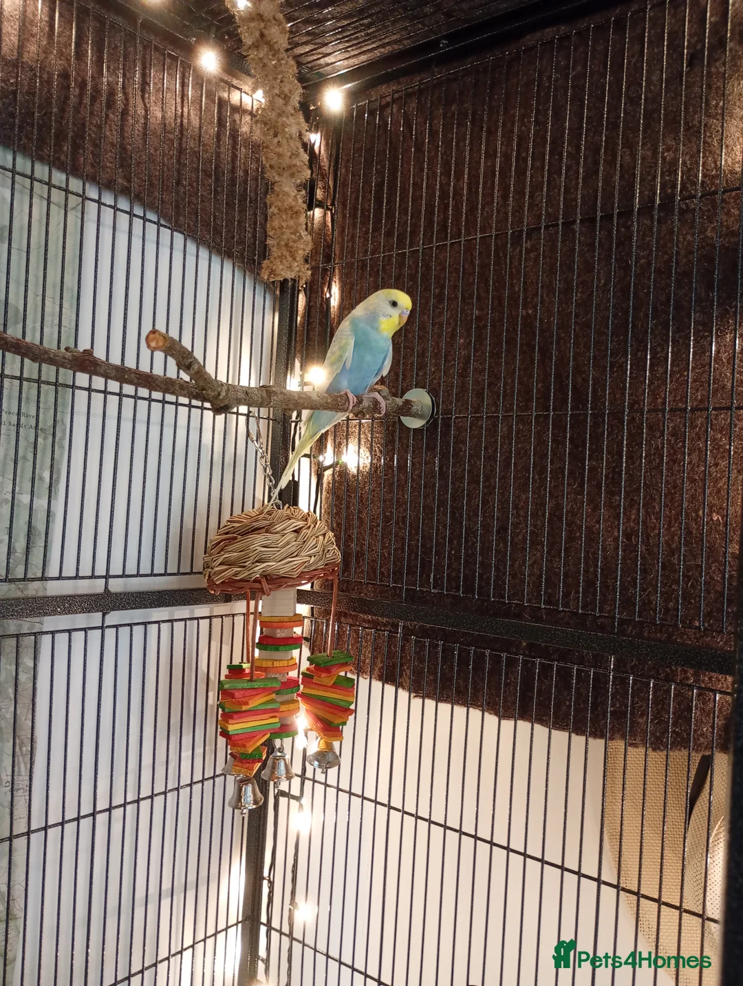 Budgerigars birds for sale: Male and Female Budgie - Advert 1