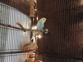 Budgerigars birds Male and Female Budgie - Advert 6