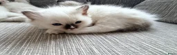 Ragdoll cats for sale: GCCF Ragdoll Kittens Championlines  - Advert 25