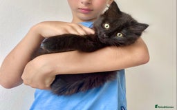 Mixed Breed cats for sale: FEMALE LONG HAIR RAGDOLL X KITTEN - READY NOW £90 - Image 4