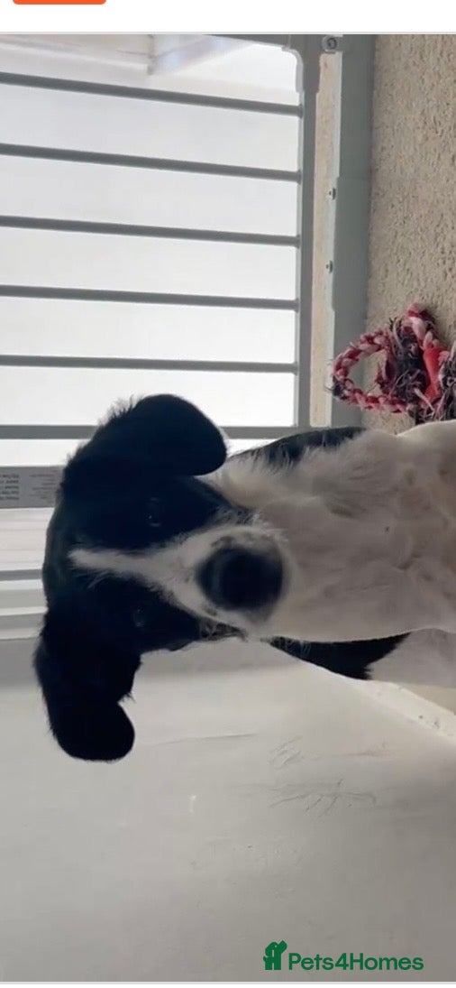 Patterjack dogs Jack russel x patter Jack puppy - Advert 7