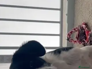 Patterjack dogs Jack russel x patter Jack puppy - Advert 1