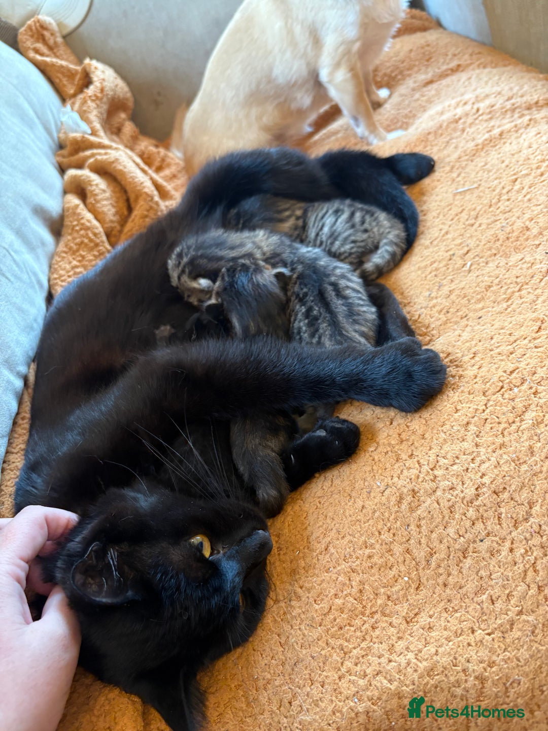 British Shorthair cats for sale: One male left - Image 5