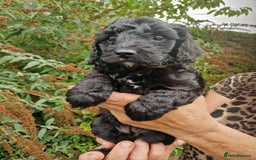 Cockapoo dogs for sale: 5 STAR FULLY DNA HEALTH TESTED F1B COCKAPOOS - Image 7