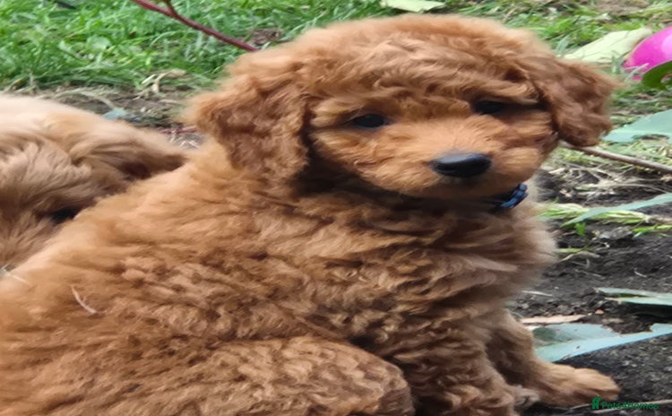 Cockapoo dogs - Advert 10