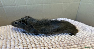 Guinea Pig rodents - Advert 12