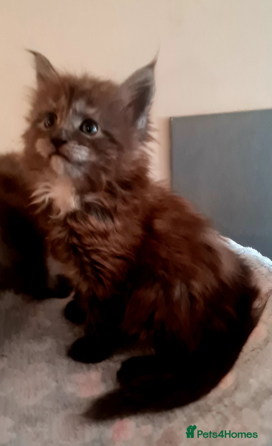 Maine Coon cats for sale: Full Pedigree Mainecoons available  - Image 8