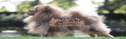 Pomeranian dogs for stud: TINY DNA Tested KC Reg Lilac & Tan Stud  - Advert 5