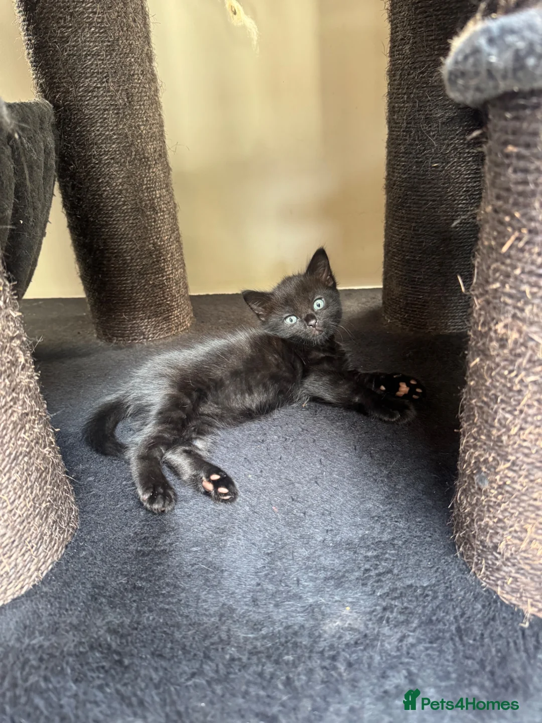Mixed Breed cats for sale: Beautiful Black Kitten  - Advert 2
