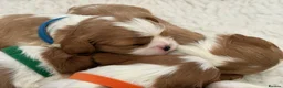 Cavalier King Charles Spaniel dogs for sale: Charming Pure Cavalier King Charles Spaniel pups - Advert 1