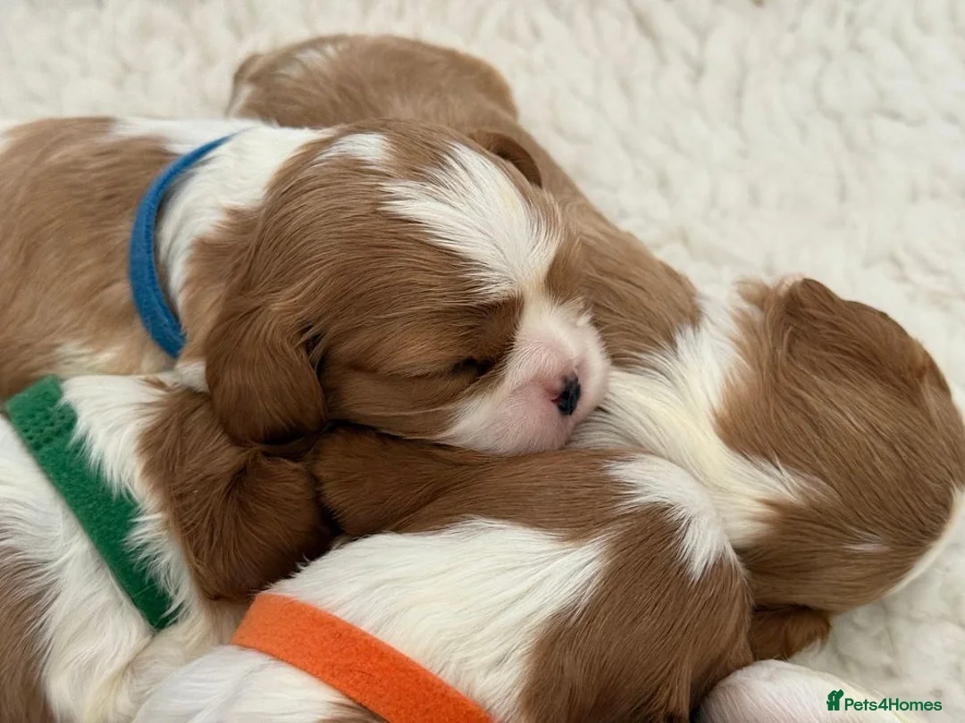 Cavalier King Charles Spaniel dogs for sale: Charming Pure Cavalier King Charles Spaniel pups - Advert 1
