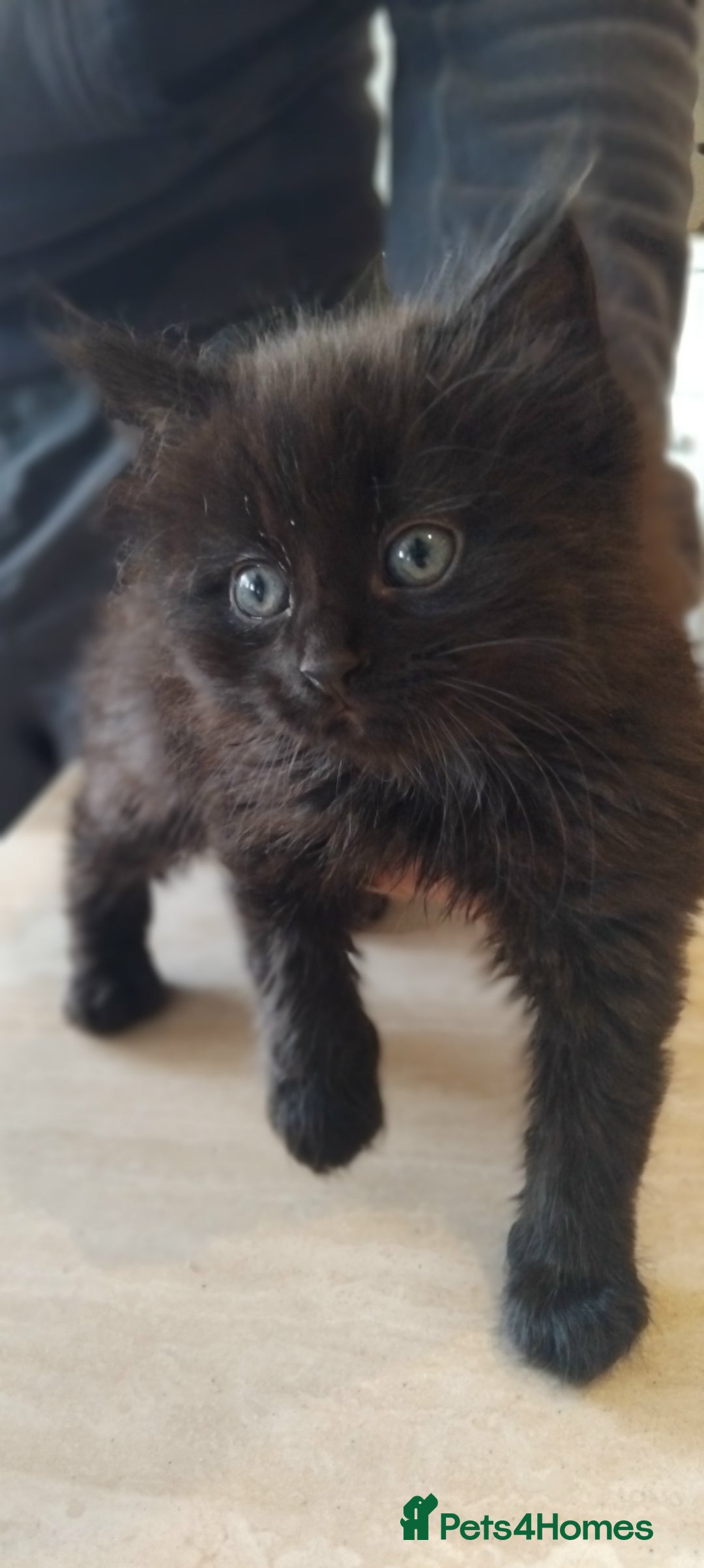 Mixed Breed cats for sale: Fluffy kittens for sale  - Image 4