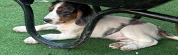 Cocker Spaniel dogs for sale: KC cockerpups. BEAUTIFUL PUPS. FULLY INOC - Advert 19