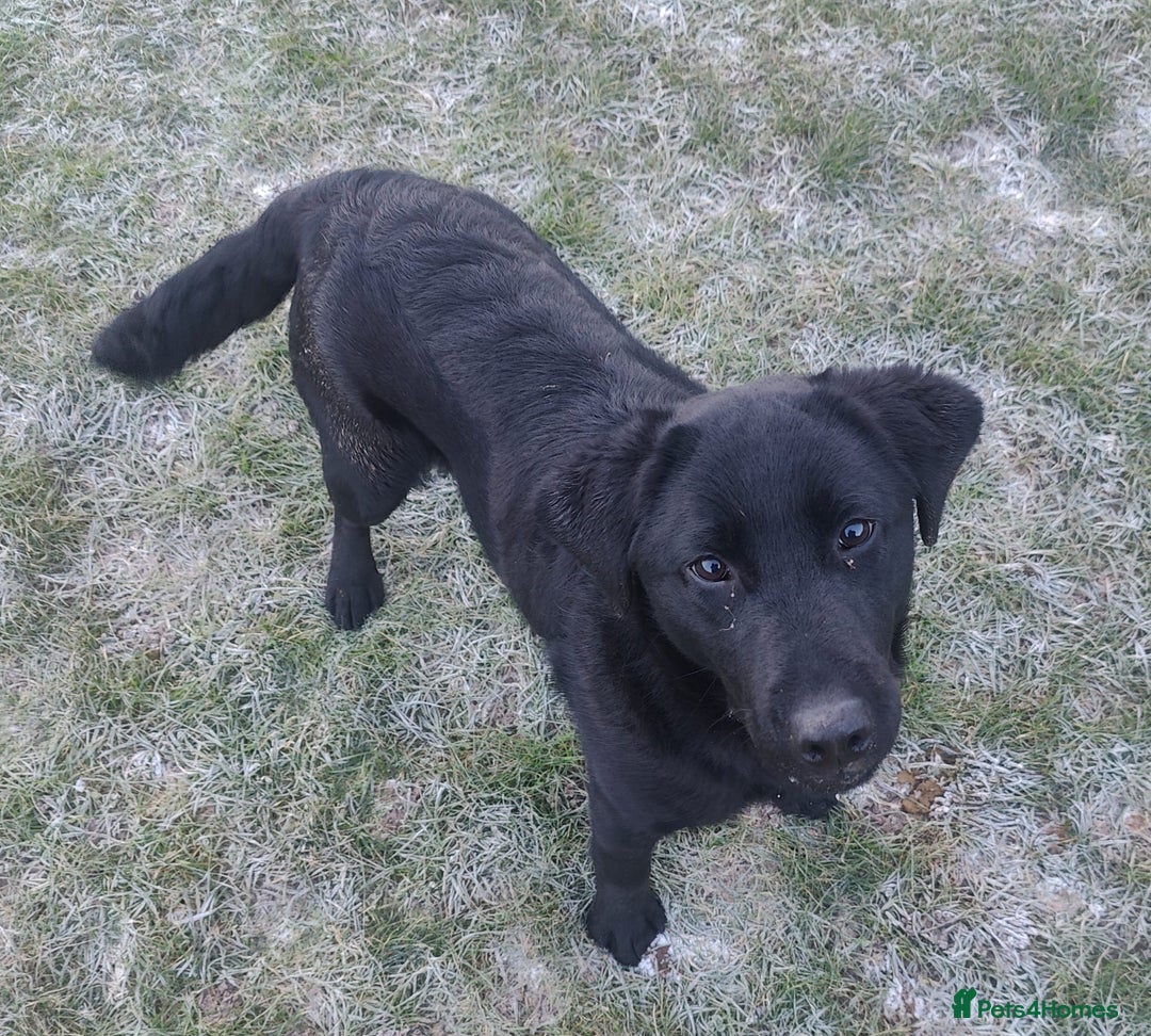 Labrador Retriever dogs for sale: 7mth stunning black male puppy - Advert 3