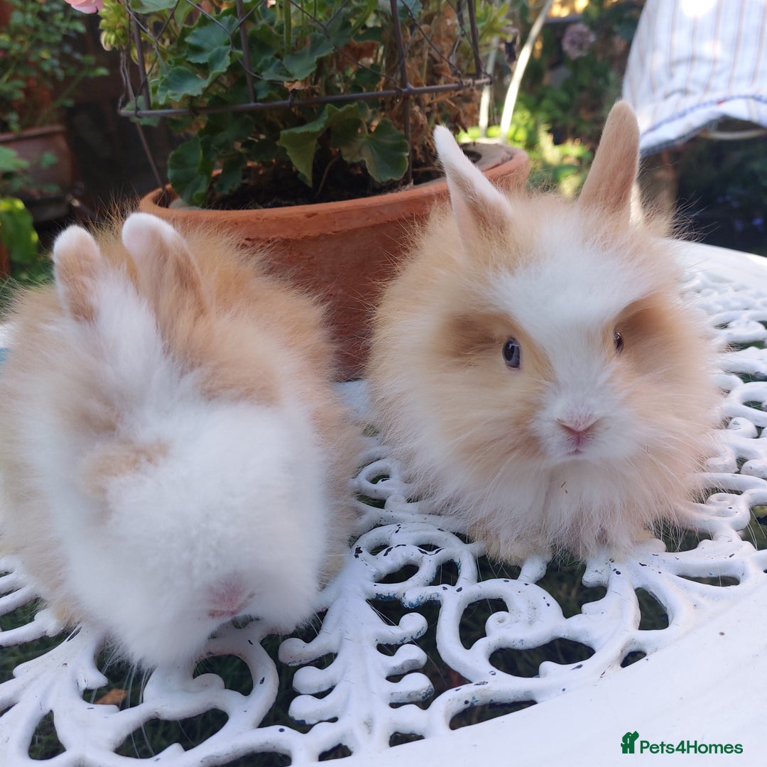 Lionhead rabbits for sale: PUREBRED DOUBLE/TEDDY LION HEAD BABIES  - Image 17