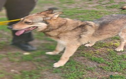 Mixed Breed dogs for adoption: 💙🐶 SIRKO 🐶💙 - Image 11